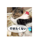 三毛猫MOMOちゃん Vol.5（個別スタンプ：14）