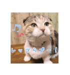 三毛猫MOMOちゃん Vol.5（個別スタンプ：15）