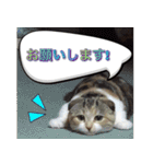 三毛猫MOMOちゃん Vol.5（個別スタンプ：16）