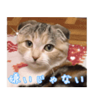 三毛猫MOMOちゃん Vol.5（個別スタンプ：18）