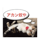 三毛猫MOMOちゃん Vol.5（個別スタンプ：19）