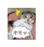 三毛猫MOMOちゃん Vol.5（個別スタンプ：20）