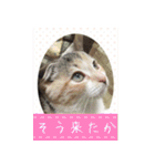 三毛猫MOMOちゃん Vol.5（個別スタンプ：22）