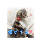 三毛猫MOMOちゃん Vol.5（個別スタンプ：23）