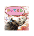 三毛猫MOMOちゃん Vol.5（個別スタンプ：28）