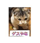 三毛猫MOMOちゃん Vol.5（個別スタンプ：31）