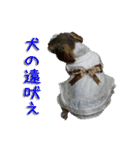 コスプレシーズー（個別スタンプ：1）