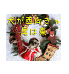 コスプレシーズー（個別スタンプ：6）