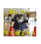 コスプレシーズー（個別スタンプ：8）