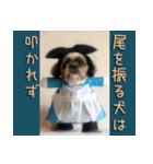 コスプレシーズー（個別スタンプ：10）