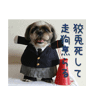 コスプレシーズー（個別スタンプ：13）