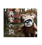 コスプレシーズー（個別スタンプ：14）
