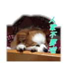 Papillon＆ Pomeranian MiuMiu Missy（個別スタンプ：2）
