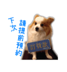 Papillon＆ Pomeranian MiuMiu Missy（個別スタンプ：3）