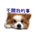 Papillon＆ Pomeranian MiuMiu Missy（個別スタンプ：4）