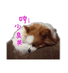 Papillon＆ Pomeranian MiuMiu Missy（個別スタンプ：5）