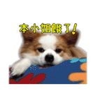 Papillon＆ Pomeranian MiuMiu Missy（個別スタンプ：6）