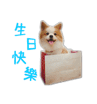 Papillon＆ Pomeranian MiuMiu Missy（個別スタンプ：7）