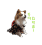 Papillon＆ Pomeranian MiuMiu Missy（個別スタンプ：9）
