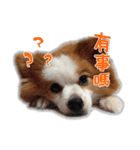 Papillon＆ Pomeranian MiuMiu Missy（個別スタンプ：10）