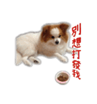 Papillon＆ Pomeranian MiuMiu Missy（個別スタンプ：11）