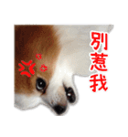 Papillon＆ Pomeranian MiuMiu Missy（個別スタンプ：12）