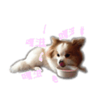 Papillon＆ Pomeranian MiuMiu Missy（個別スタンプ：13）