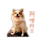 Papillon＆ Pomeranian MiuMiu Missy（個別スタンプ：14）