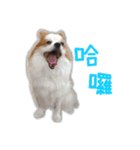 Papillon＆ Pomeranian MiuMiu Missy（個別スタンプ：15）