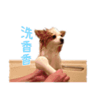Papillon＆ Pomeranian MiuMiu Missy（個別スタンプ：16）