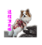 Papillon＆ Pomeranian MiuMiu Missy（個別スタンプ：18）