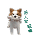 Papillon＆ Pomeranian MiuMiu Missy（個別スタンプ：19）