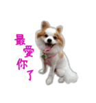 Papillon＆ Pomeranian MiuMiu Missy（個別スタンプ：20）