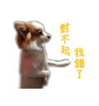 Papillon＆ Pomeranian MiuMiu Missy（個別スタンプ：22）