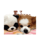 Papillon＆ Pomeranian MiuMiu Missy（個別スタンプ：24）
