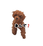 トイプードルのこっこちゃん（個別スタンプ：5）