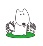 白い犬、天ちゃん（個別スタンプ：24）