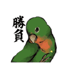 コザクラインコぱんちゃん（個別スタンプ：22）