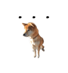 柴犬 のん（個別スタンプ：16）