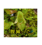 シュールな画像スタンプ（個別スタンプ：17）