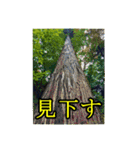 シュールな画像スタンプ（個別スタンプ：19）