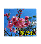 シュールな画像スタンプ（個別スタンプ：29）