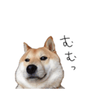 柴犬のげん（個別スタンプ：1）