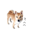 柴犬のげん（個別スタンプ：2）