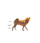 柴犬のげん（個別スタンプ：3）