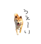 柴犬のげん（個別スタンプ：4）