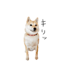 柴犬のげん（個別スタンプ：5）