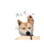 柴犬のげん（個別スタンプ：6）