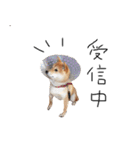 柴犬のげん（個別スタンプ：7）