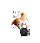 柴犬のげん（個別スタンプ：8）